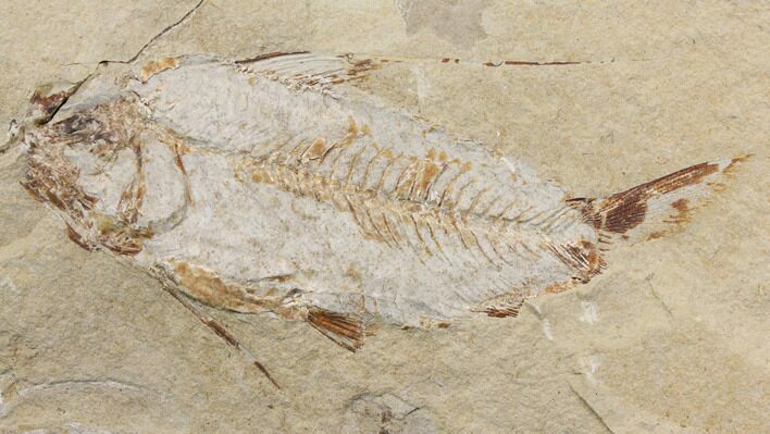 Bargain, Cretaceous Fish (Nematonotus) Fossil - Lebanon #147212
